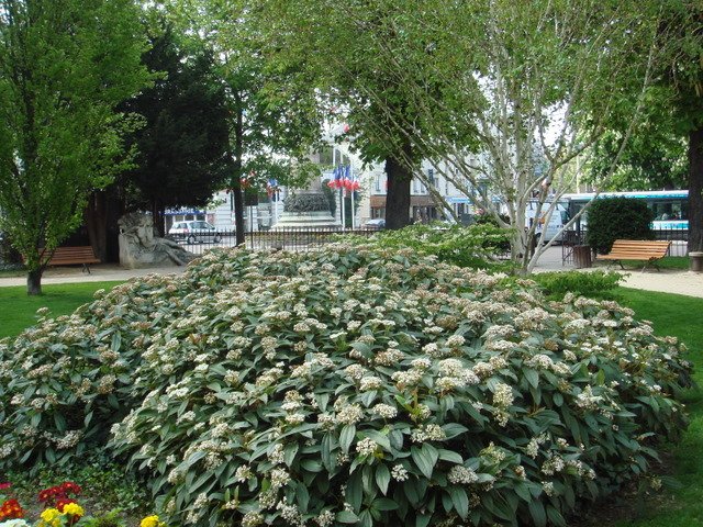 Viburnum davidii